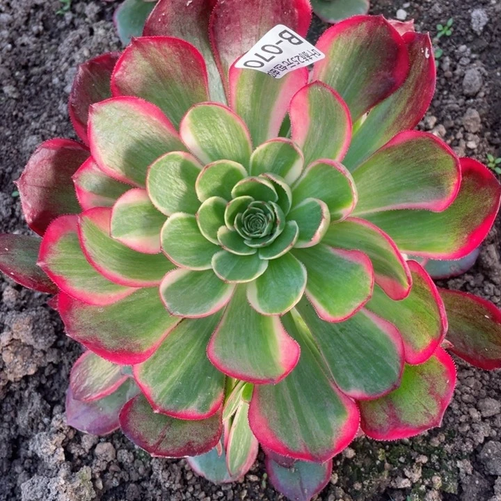 70粉花妖多肉12345678