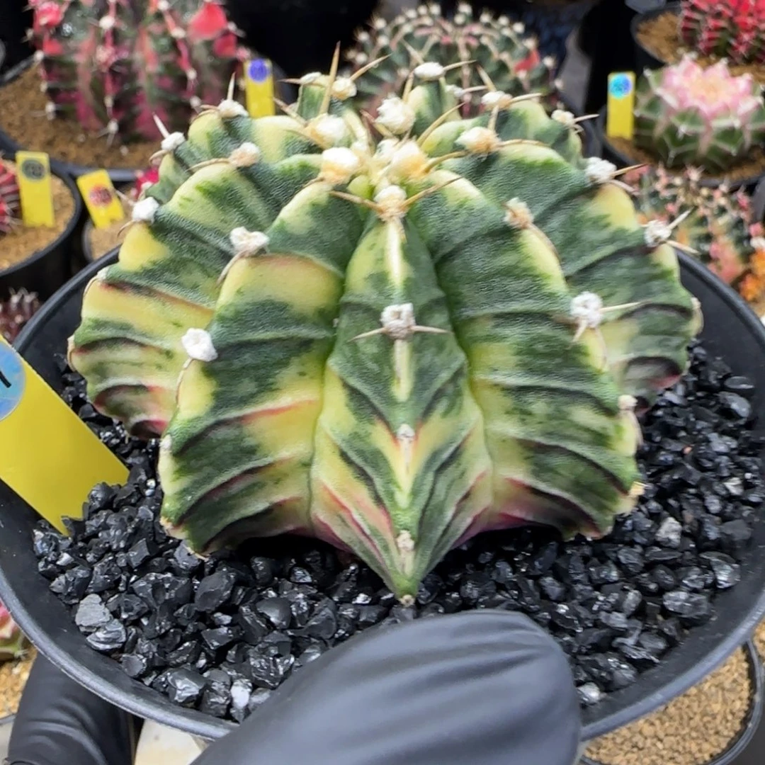 157泰系实生肋骨臀锦