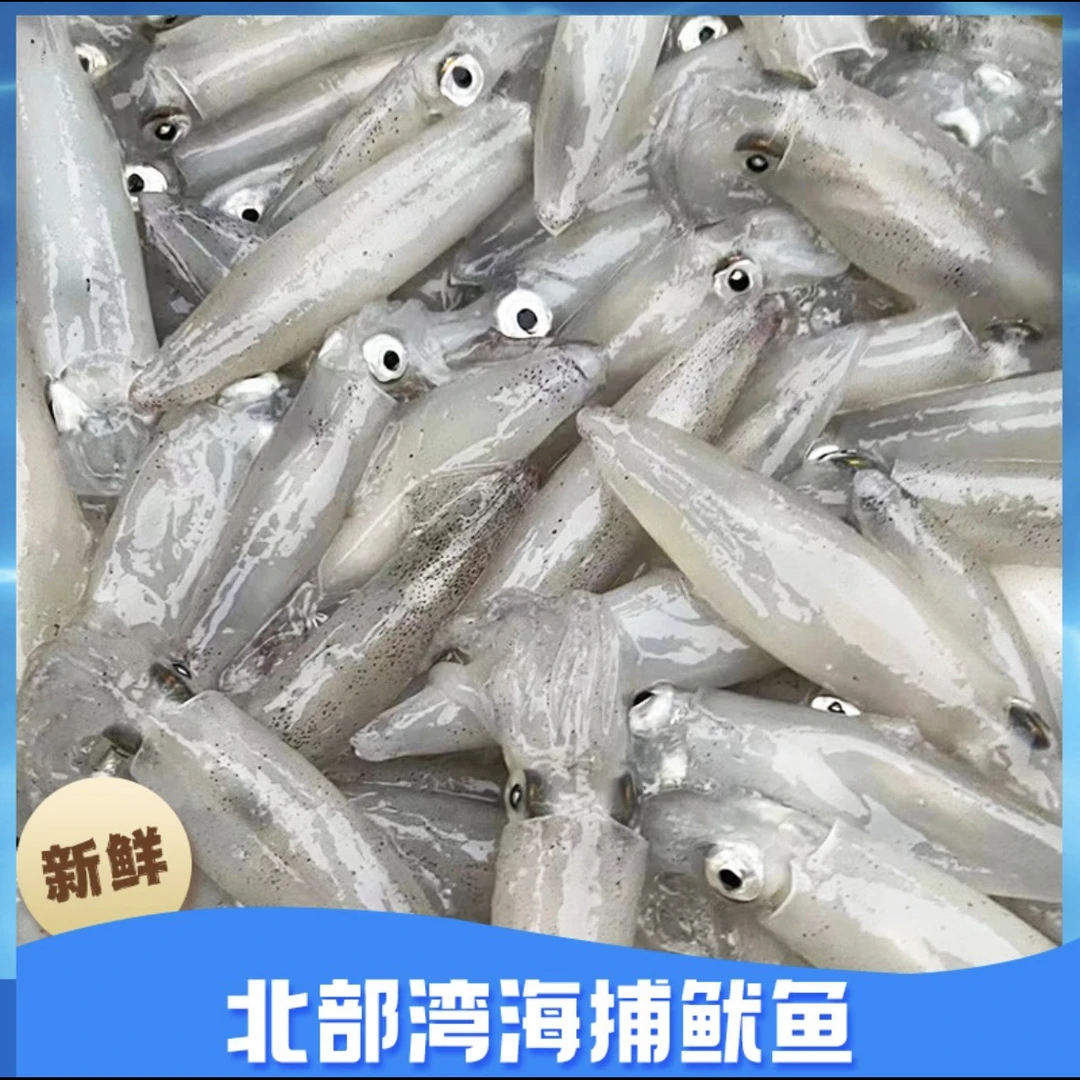 【顺丰直达】K北海灯照鱿鱼 子弹管 包鲜包甜包没沙速冻锁鲜发货