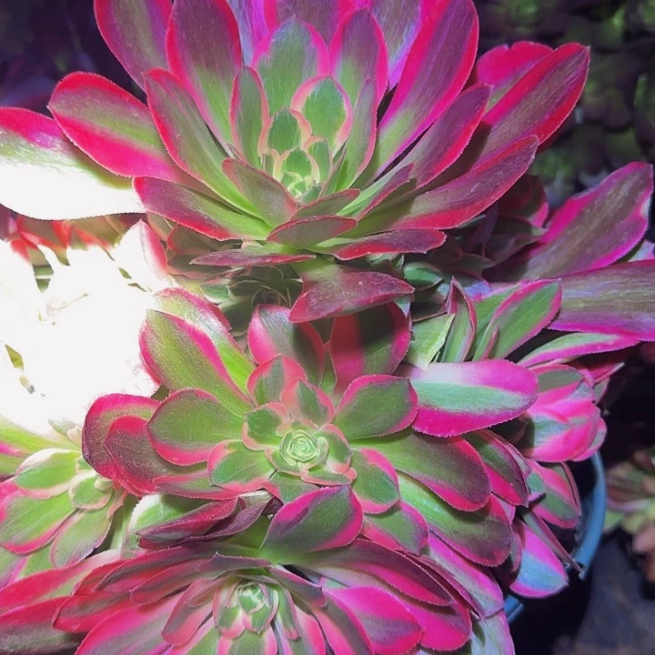 新品妖月捧花亏本福利