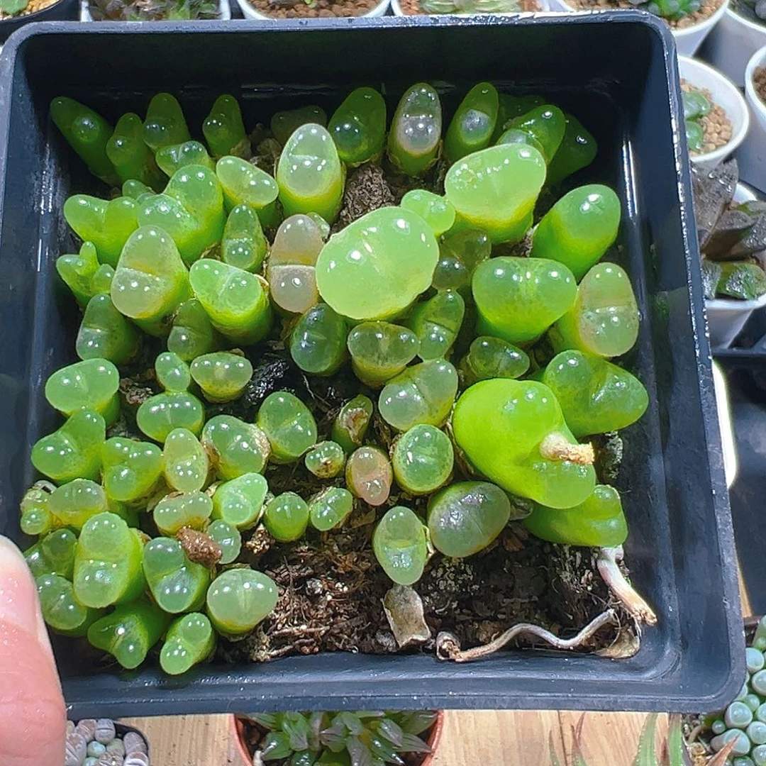 毛汉尼多肉多肉多肉