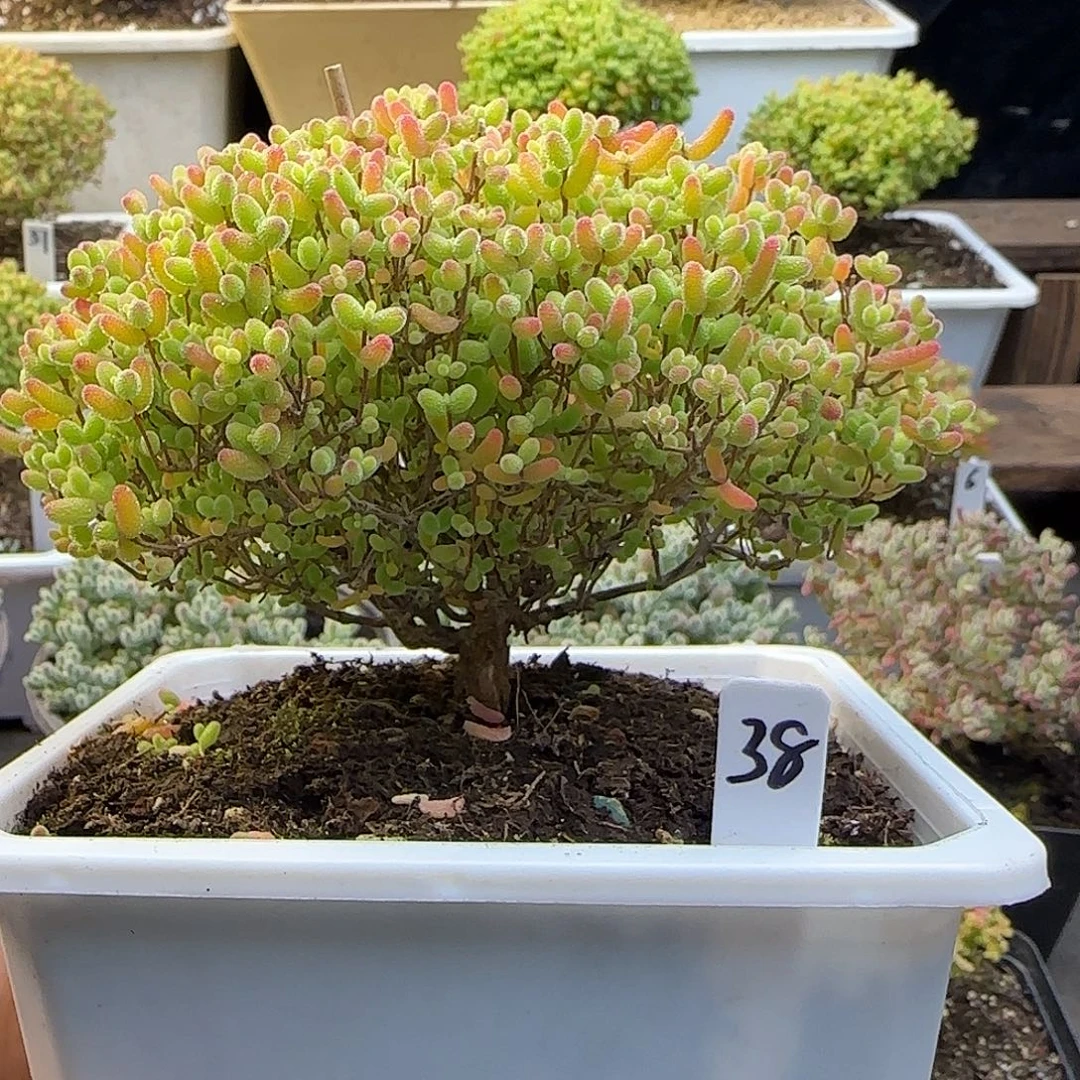 蜜橘糖球一物一拍