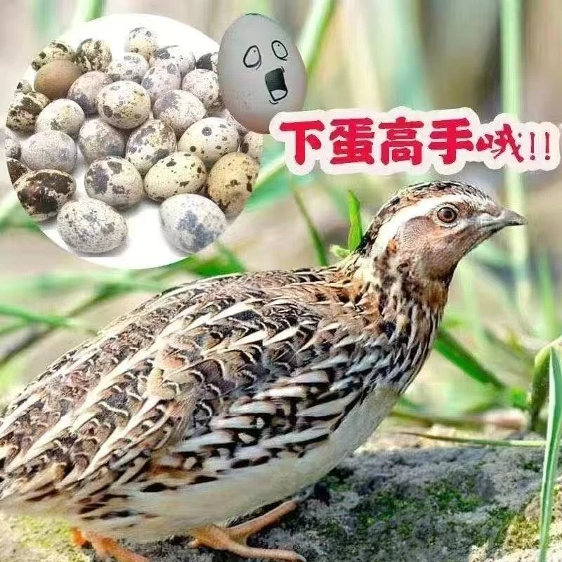 精品青年黄羽鹌鹑蛋1