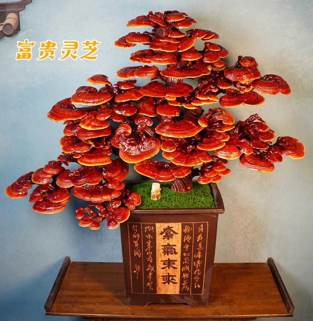 灵芝盆景一物一拍自带祥瑞之气合适南北方家庭摆放手工纯天然灵芝