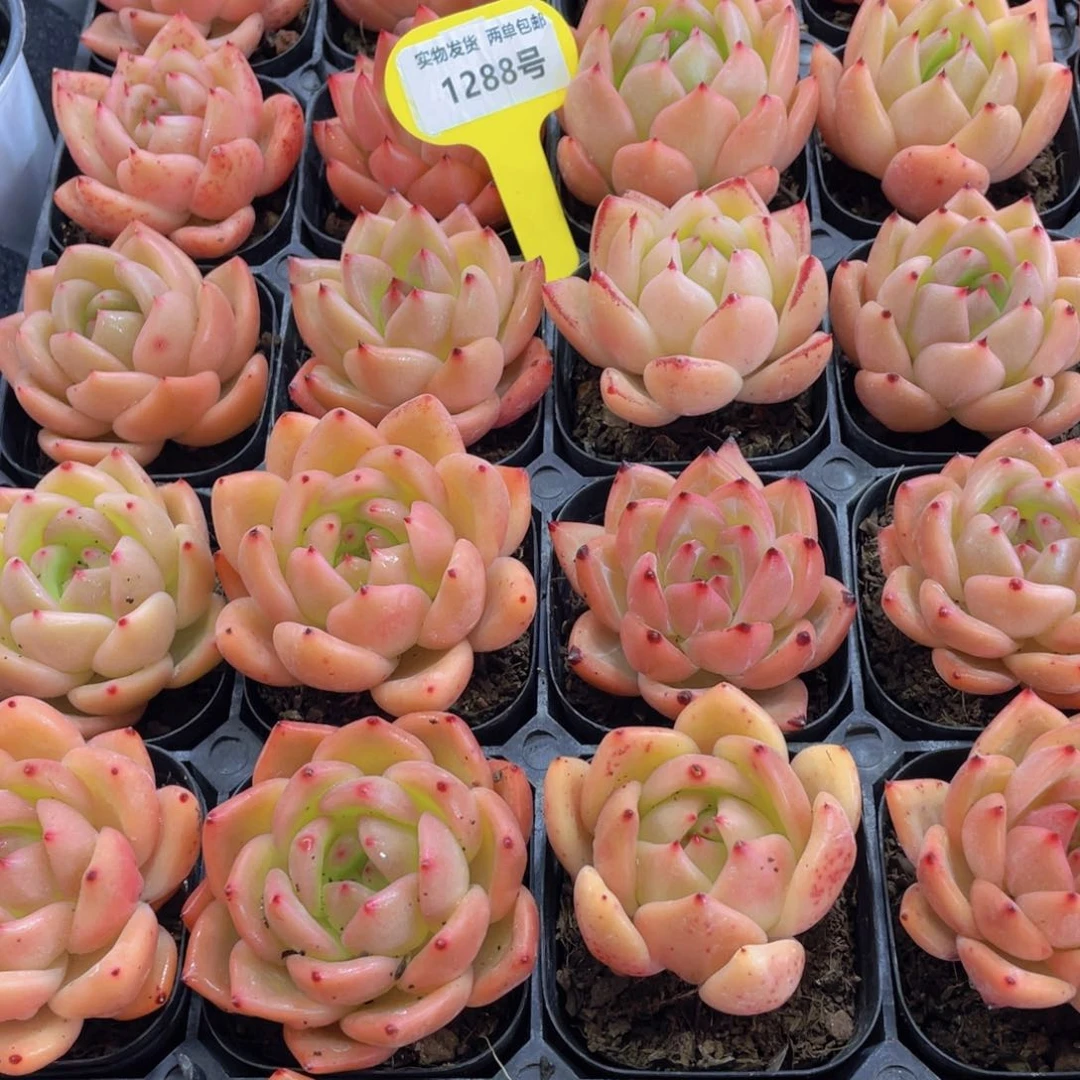 1288号 果冻珍妮单头两个