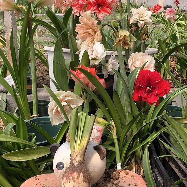 鬼魅朱顶红5厘米