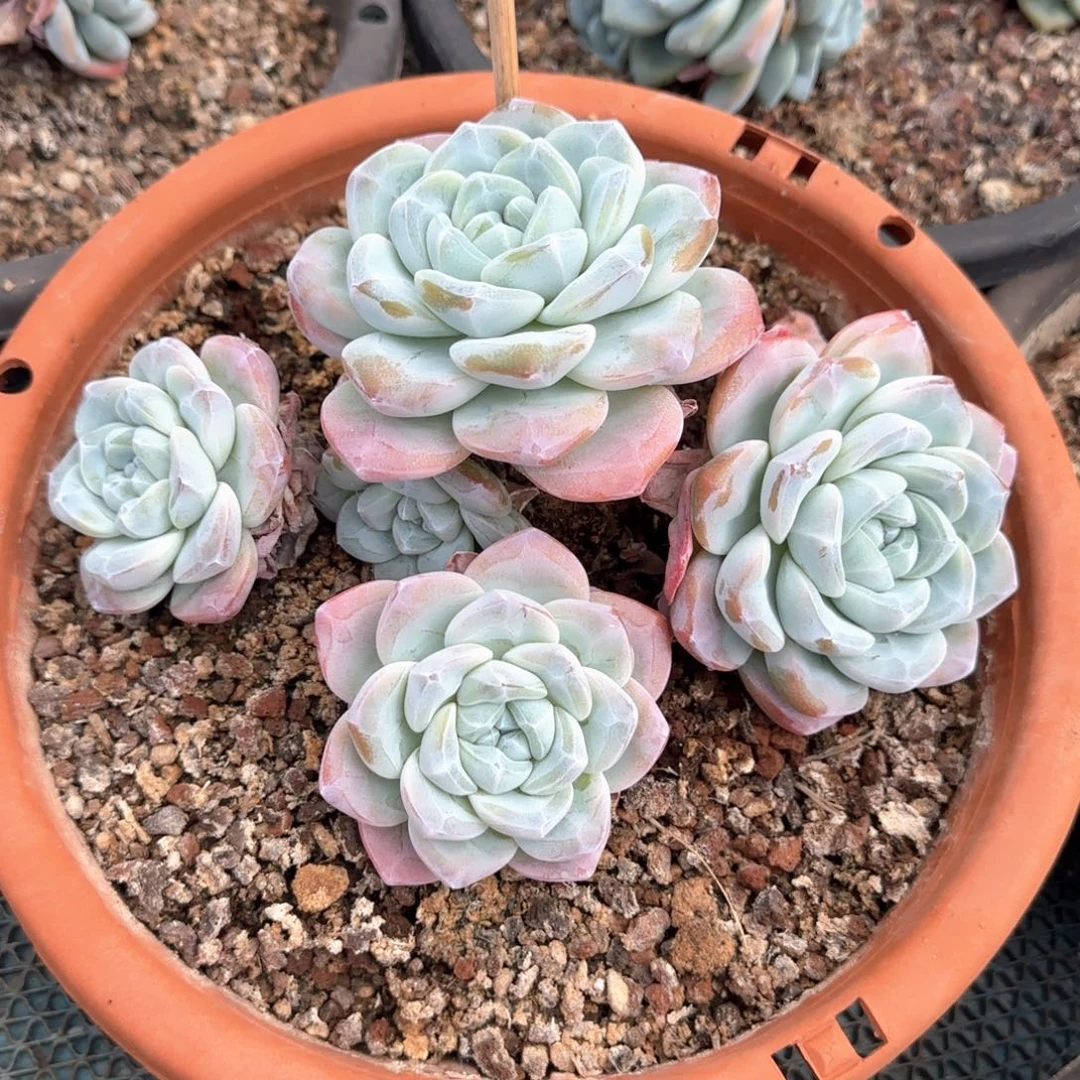 多肉植物多肉植物