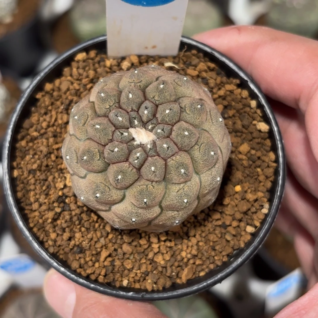 933实生蜥蜴皮带盆带土