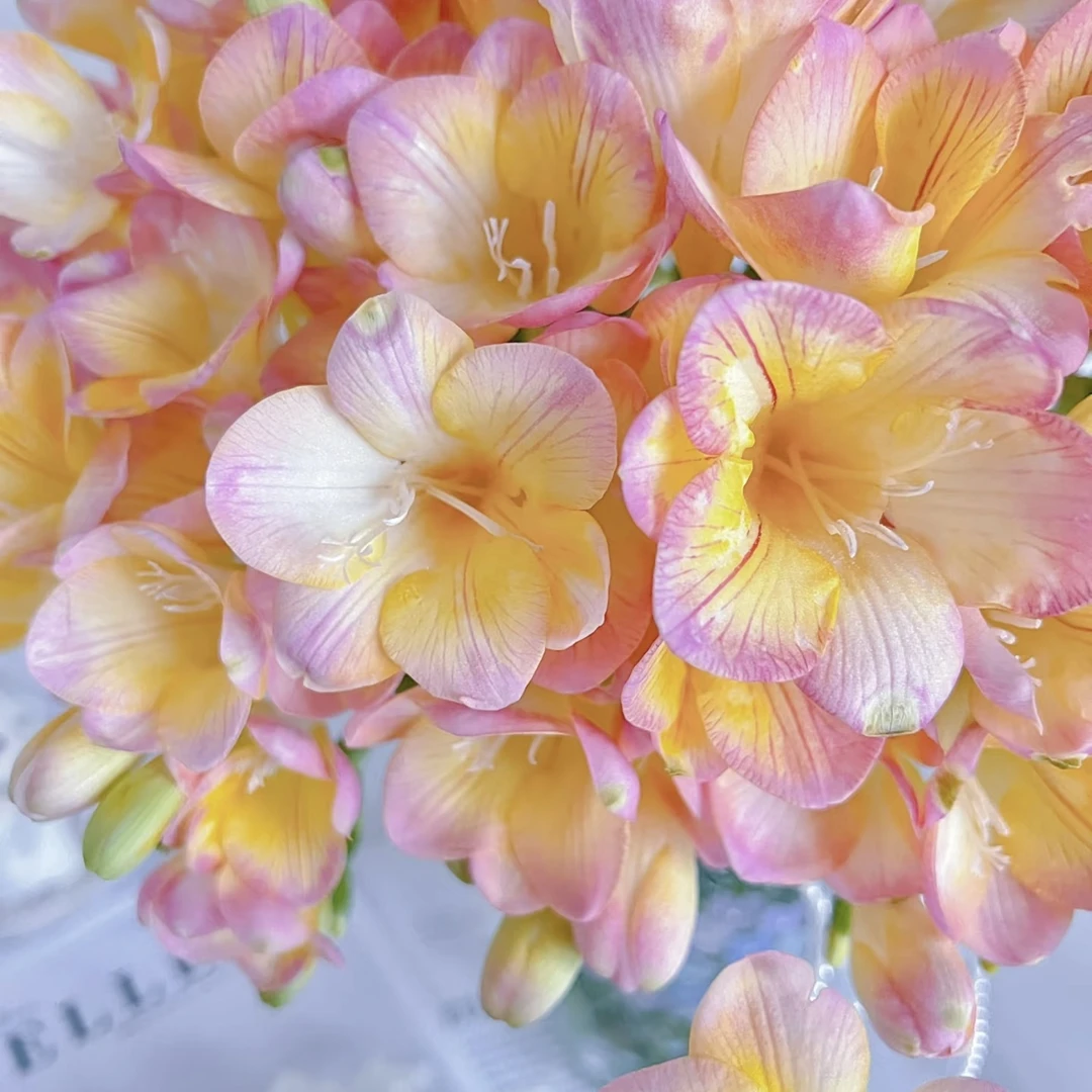 香槟色香雪兰1扎8-10支鲜花家居养护插花