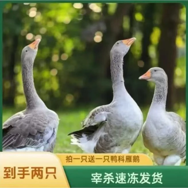（顺丰）买1送1大雁鹅两只毛重12斤带翅膀内脏除舌头珍宰杀后8-9斤