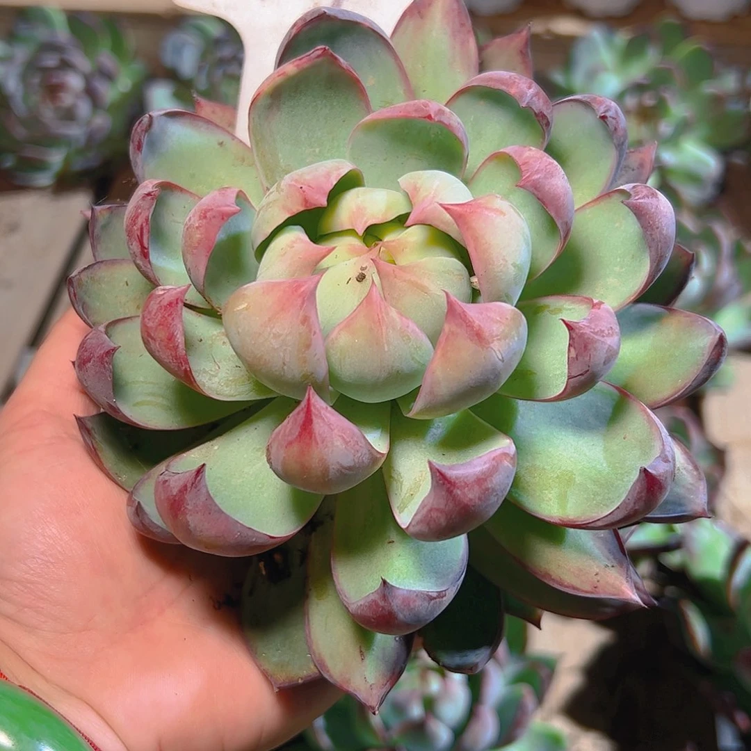 魅***人惊鸿仙子一物一拍2607号