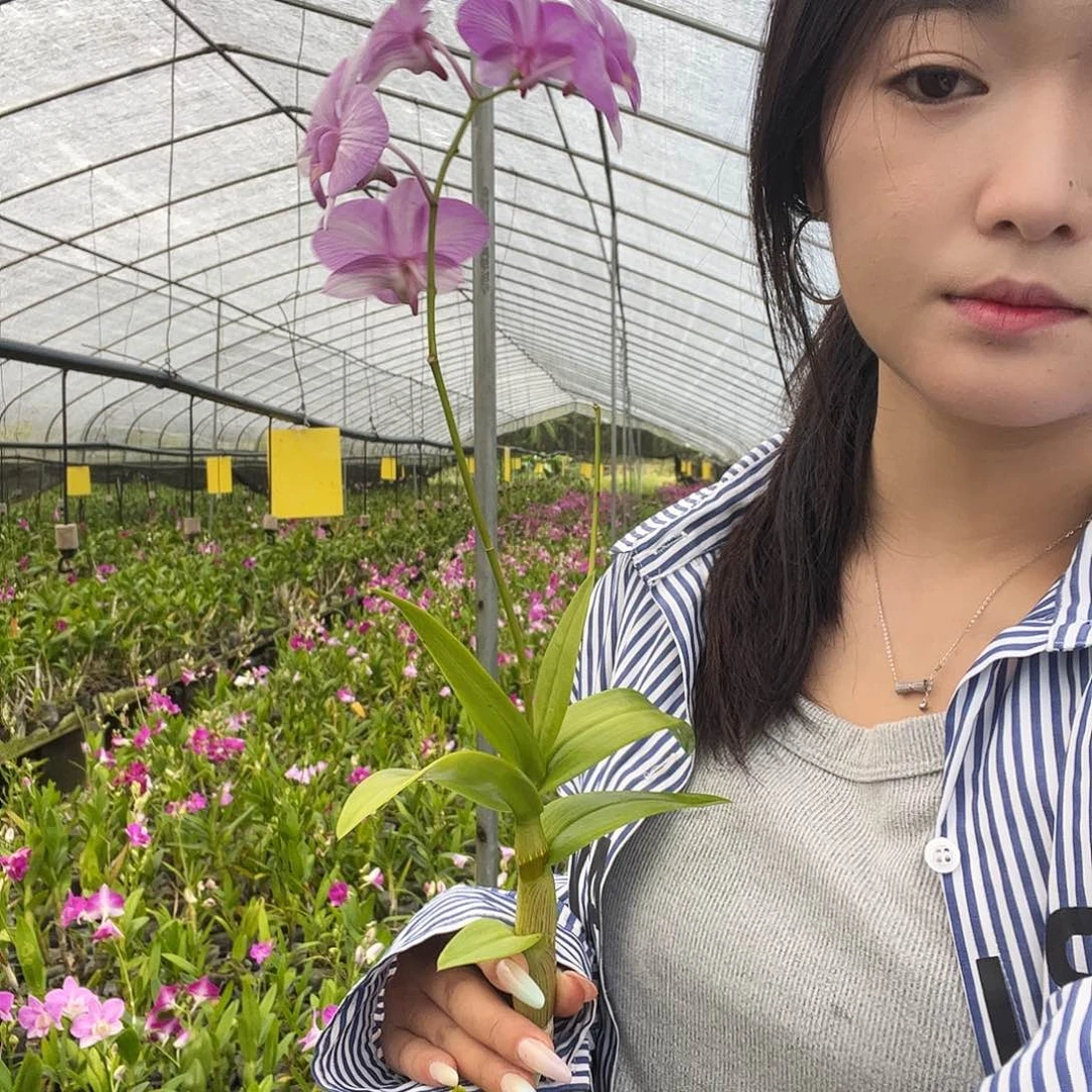 当前无花朵，栽培后可花朵1