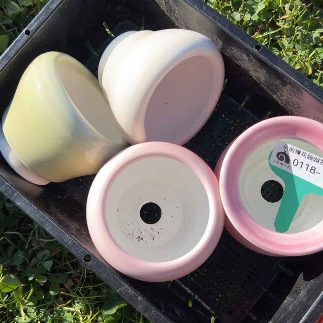 无**予多肉一物一拍0118-21