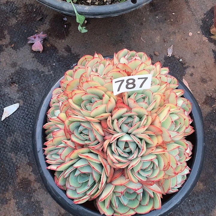 787牡丹亭一物一拍多肉