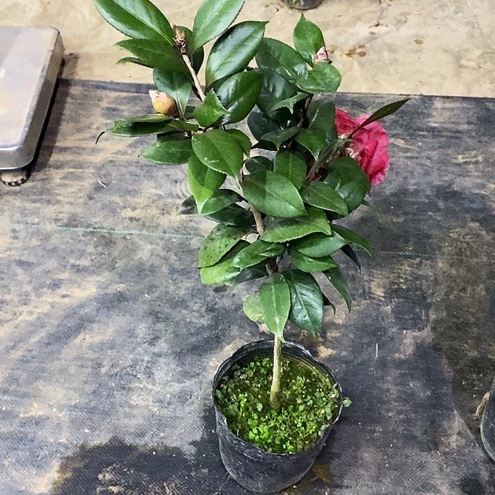 红贝。        58高。