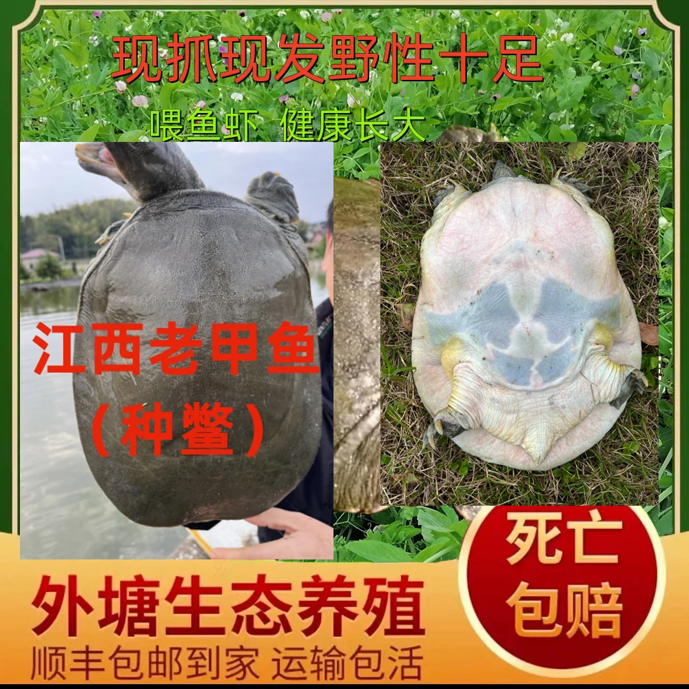 养了10年江西老甲鱼（种鱼）（胶原蛋白丰富，美味）鱼塘生态养殖包赔