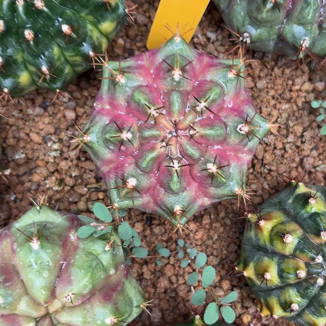 683-0918泰国发货