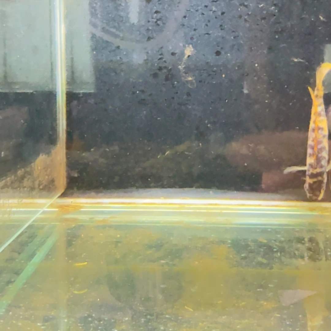 慈鲷松比西1227。