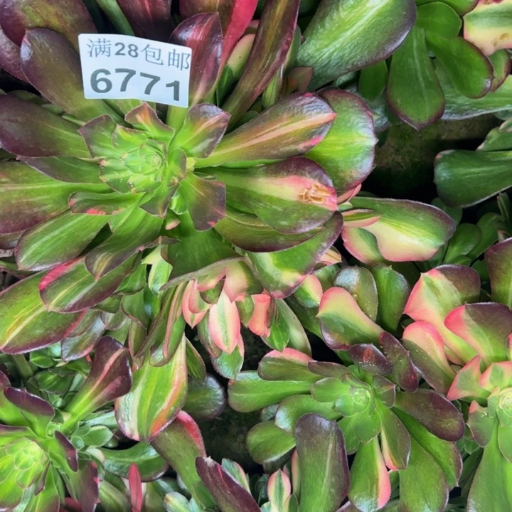 6771南七彩多肉植物