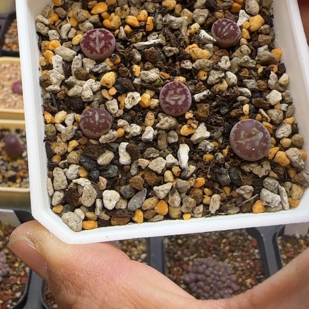 是****多肉植物五颗毛杂