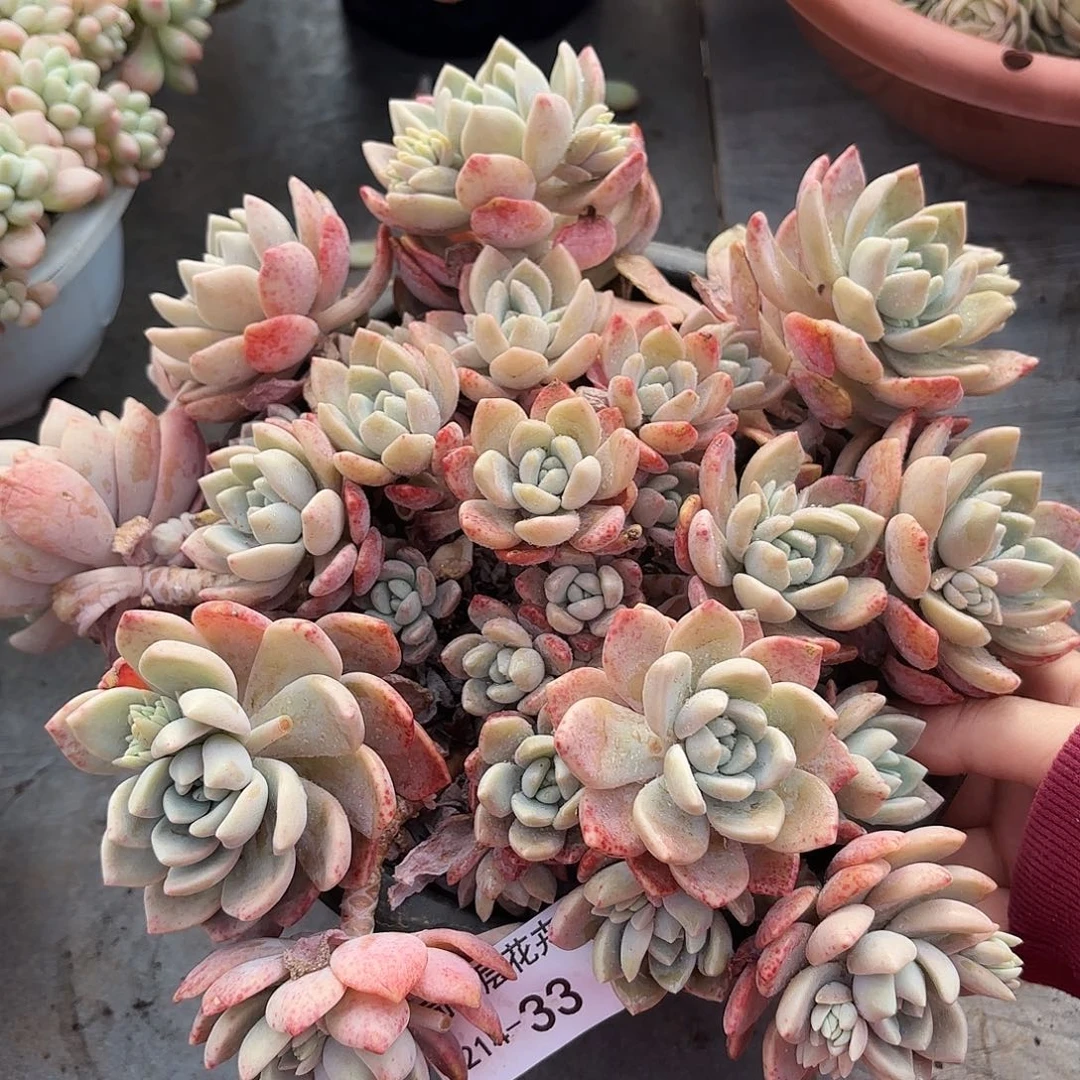 同温层多肉克洛伊33