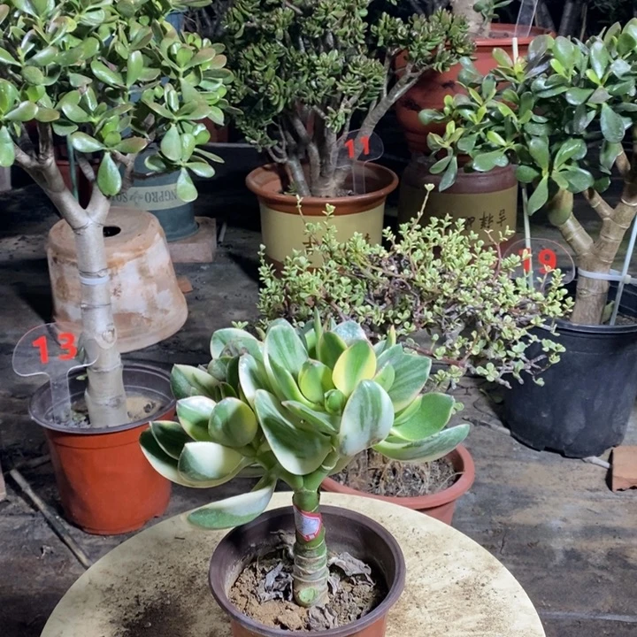 刘***夏新花月锦一物一拍