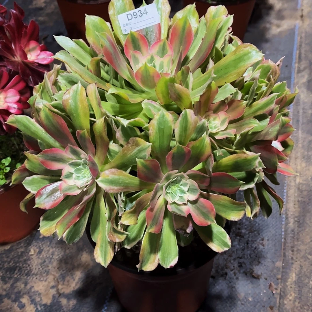 完全开放多肉植物934光辉法师