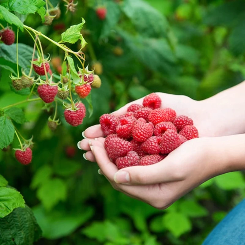 种花王大爷树莓黑莓果树盆栽水果树苗阳台庭院地栽植物浆果易活