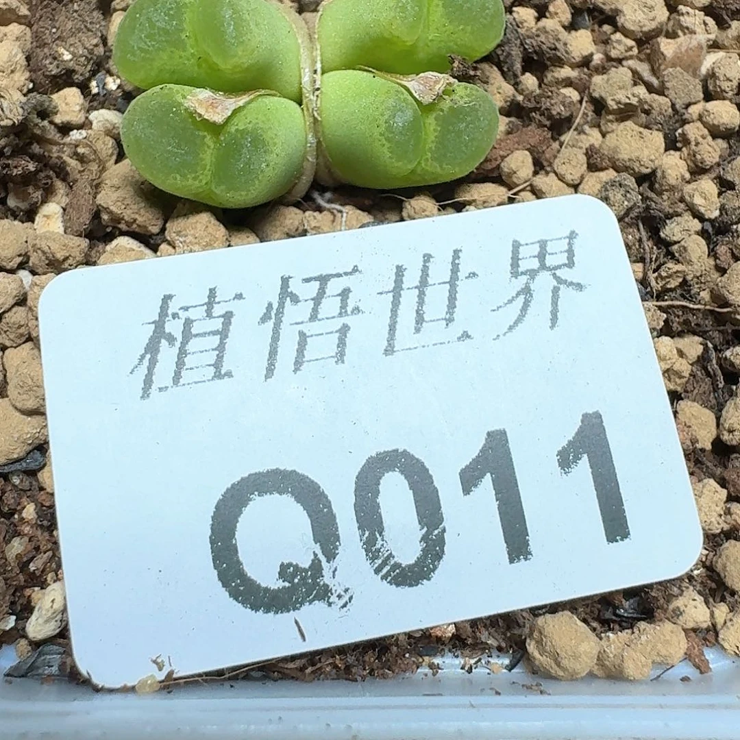 011号多肉植物哇f g