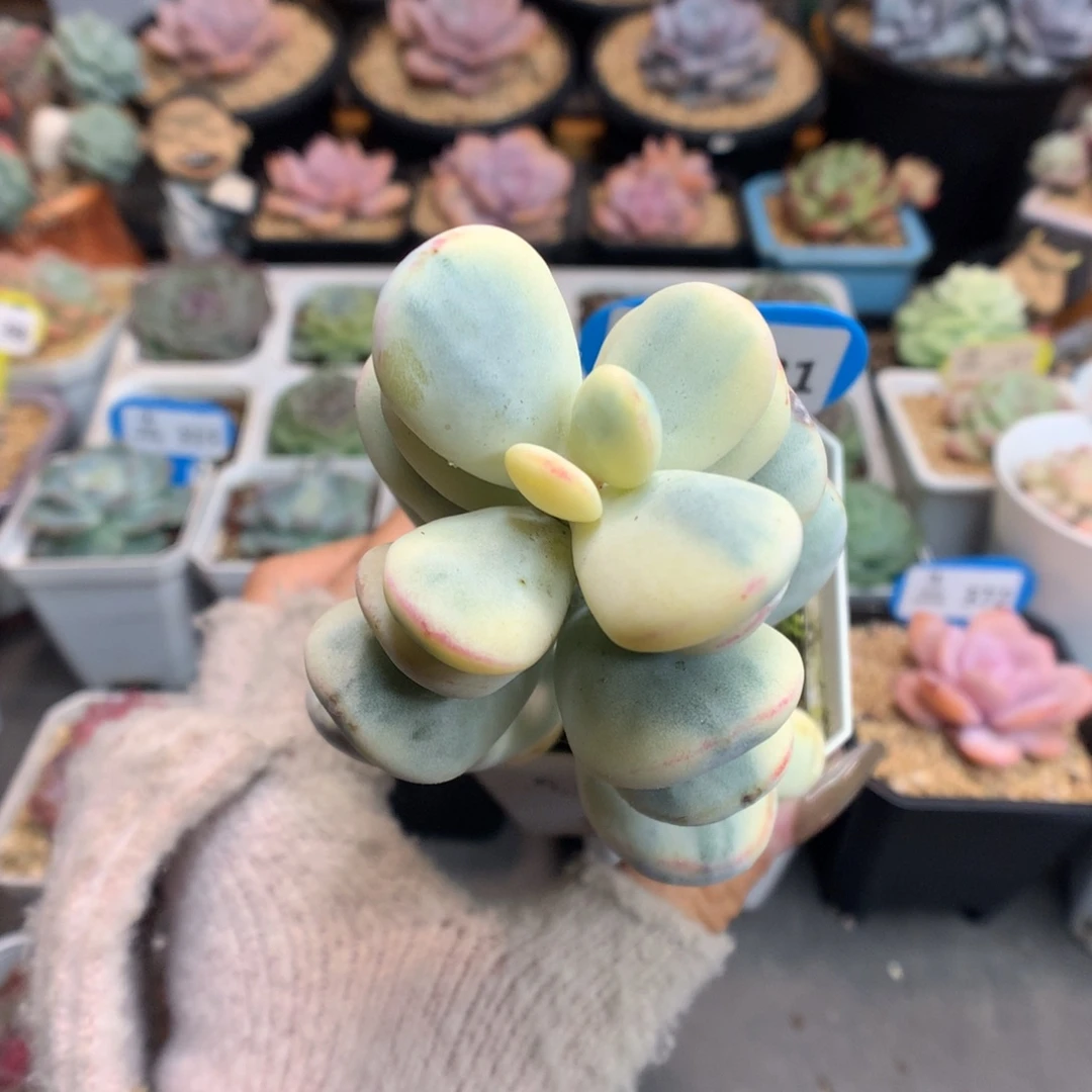 81乒乓福娘锦多肉植物