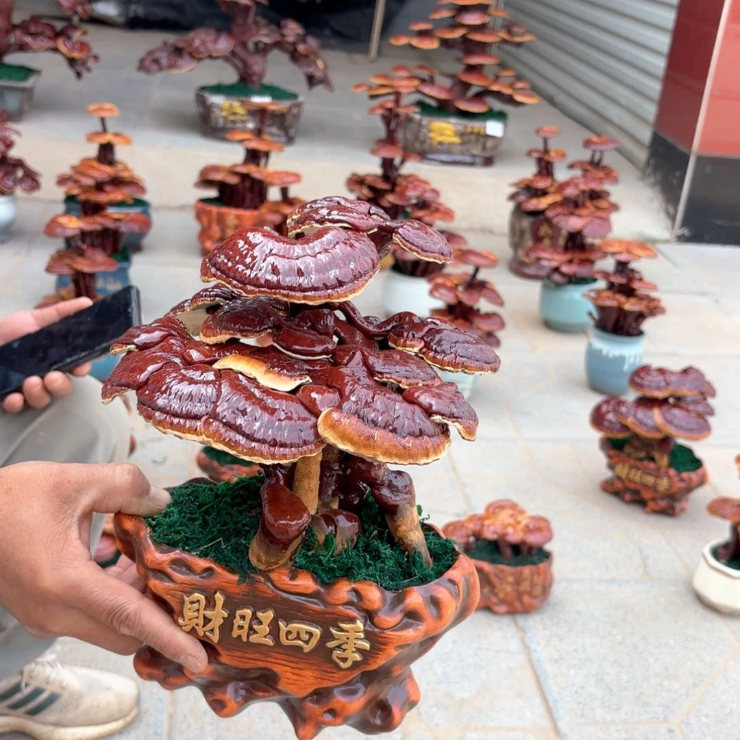 无花朵灵芝是我国著名植物