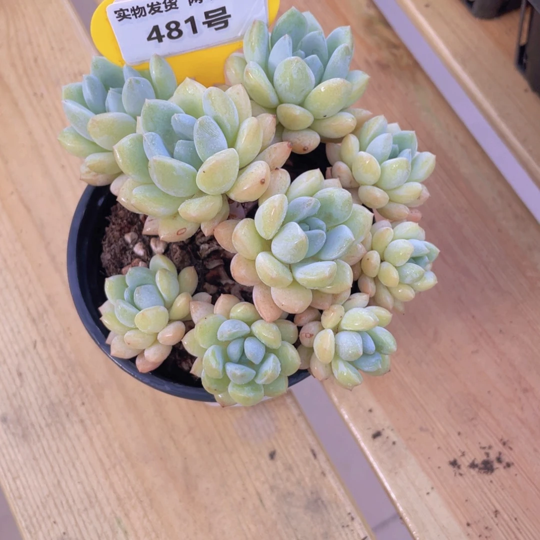 481号 老桩奶油泡泡捧花