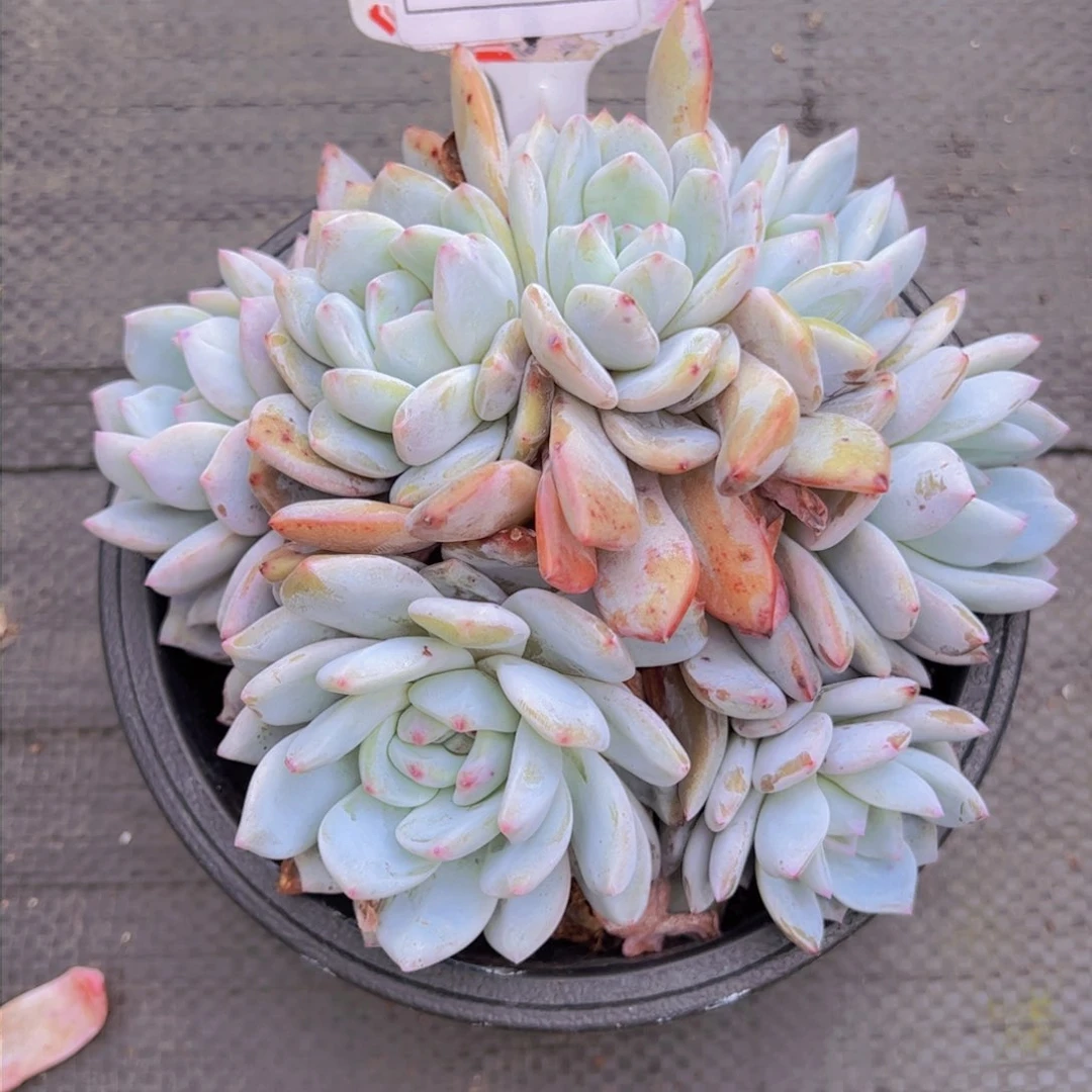 陈*橙梦露2281一物一拍掐心