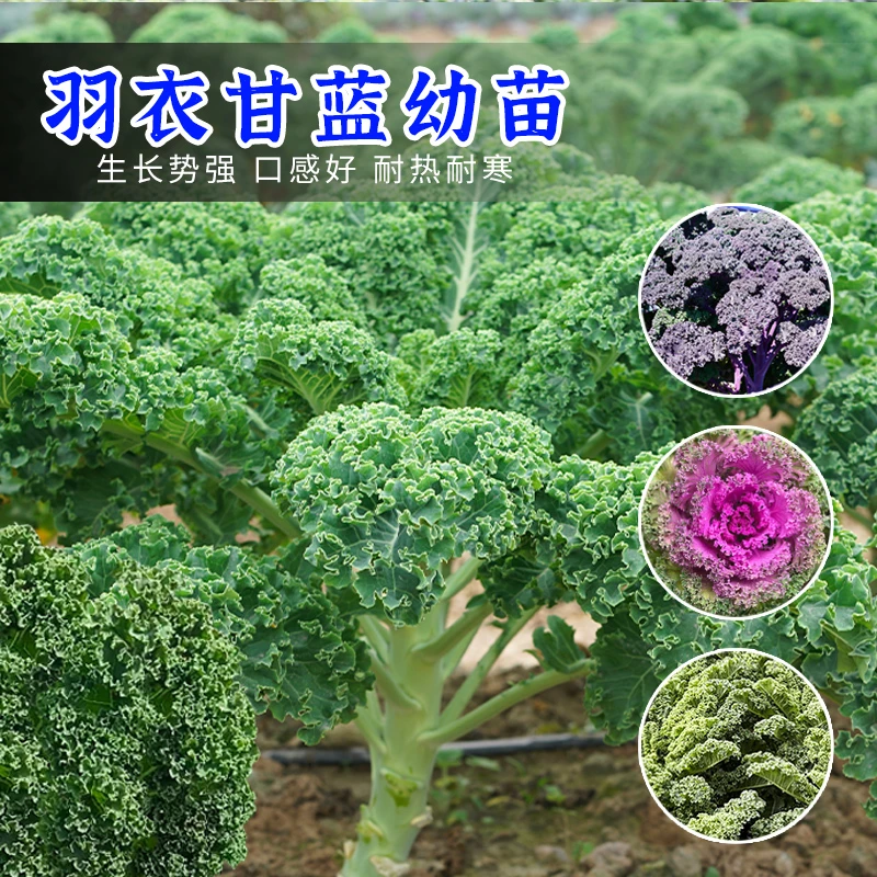 羽衣甘蓝苗子羽甘蓝耐低温阳台庭院装饰观赏性强特色