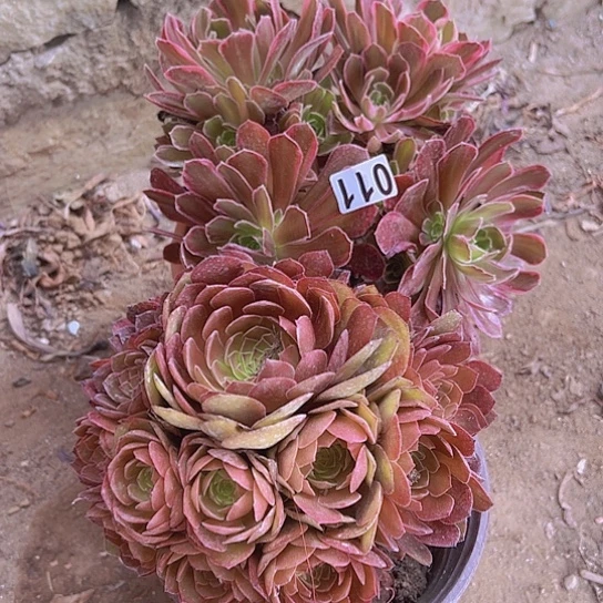 #***#多肉植物两个法师