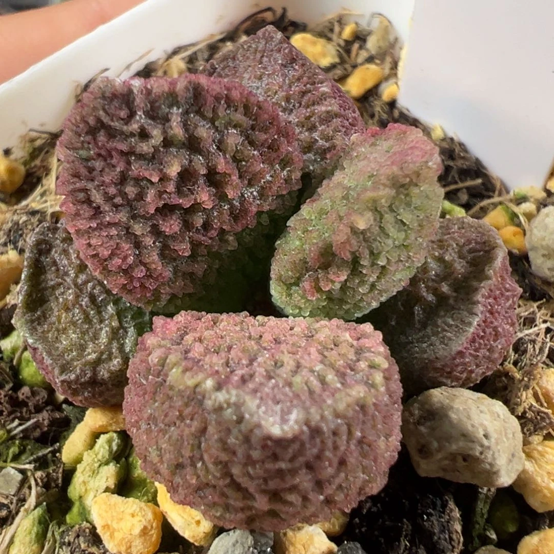 w紫色小花造型冰晶颗粒款实生新品