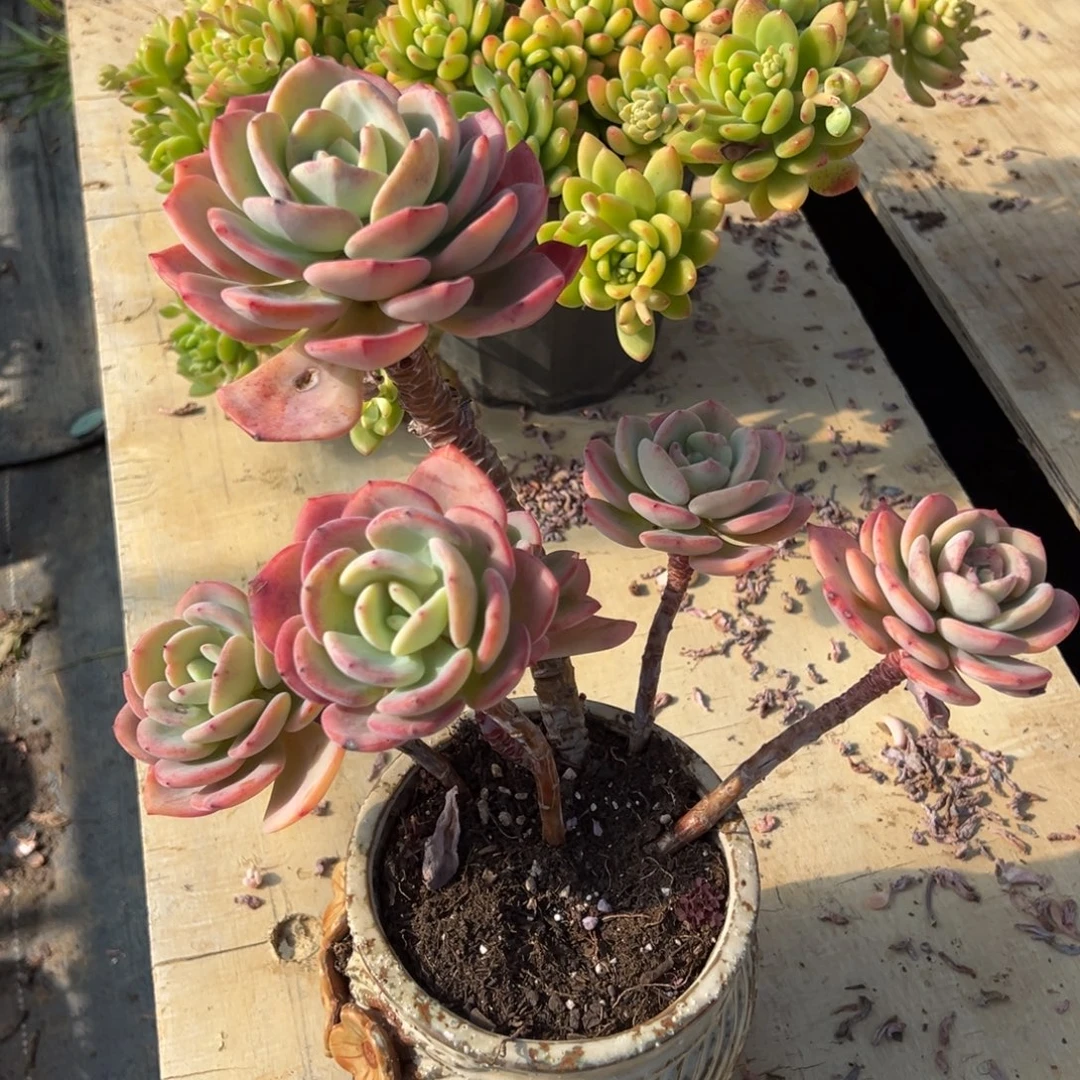 老桩白月光裸肉发货