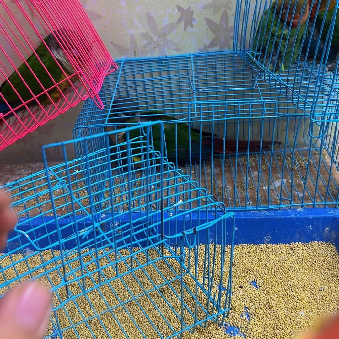 桃脸牡丹鹦鹉少个指甲头有伤