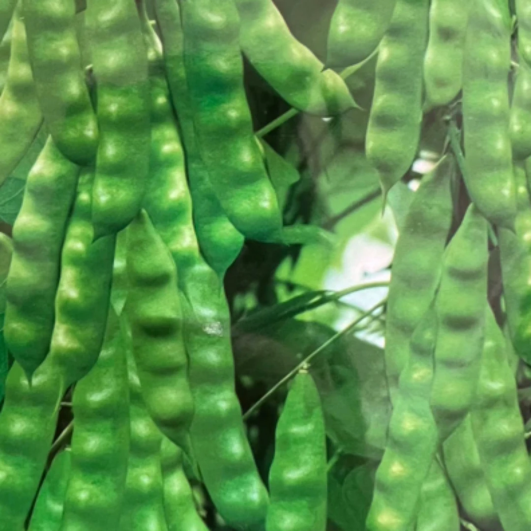 绿霸压趴架大油豆角种子