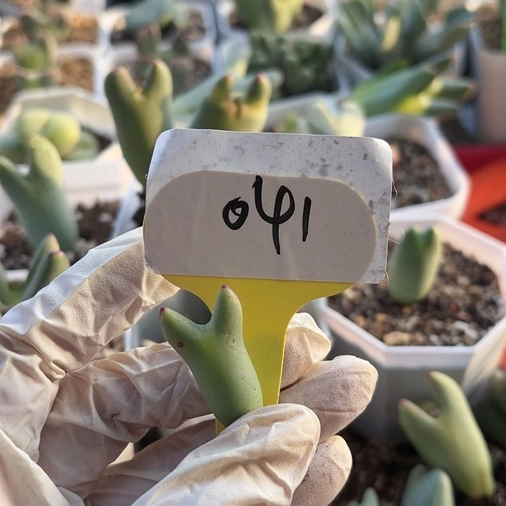 小***子041要在中央音乐学院