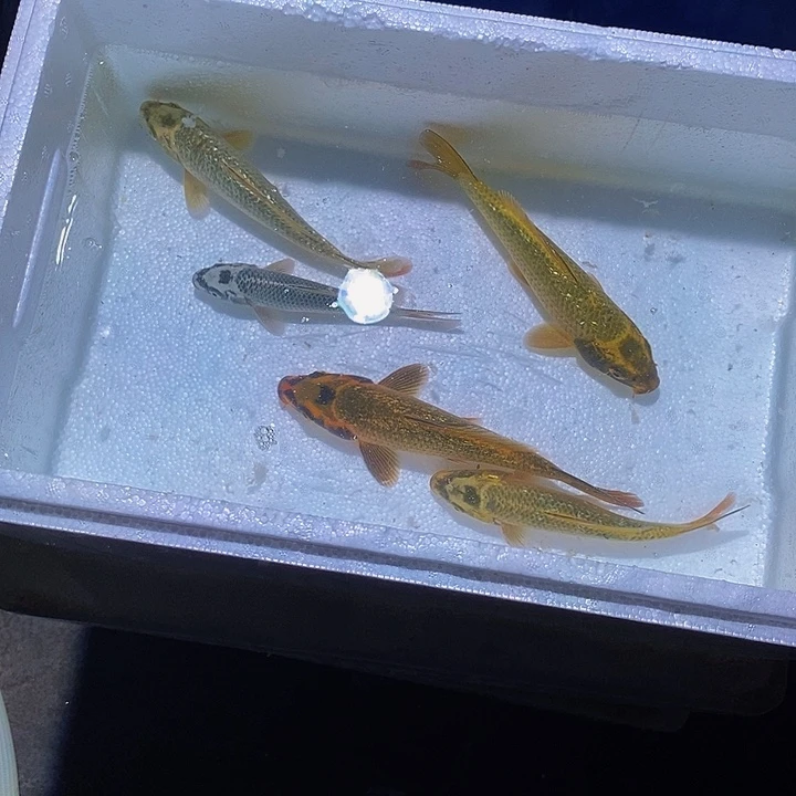 用***1锦鲤锦鲤活鱼开箱包活