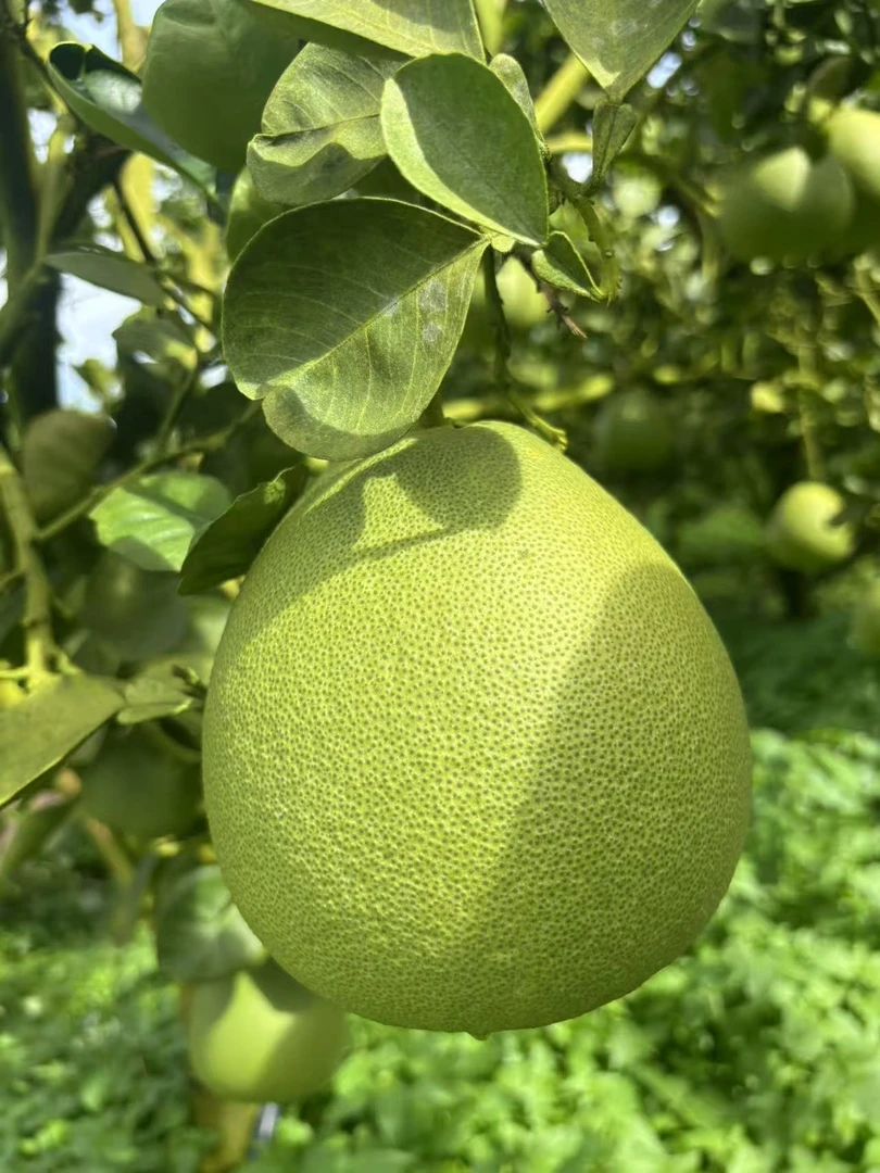 泰国品种版纳种植！新鲜应季红心蜜柚纯甜多汁孕妇水果！