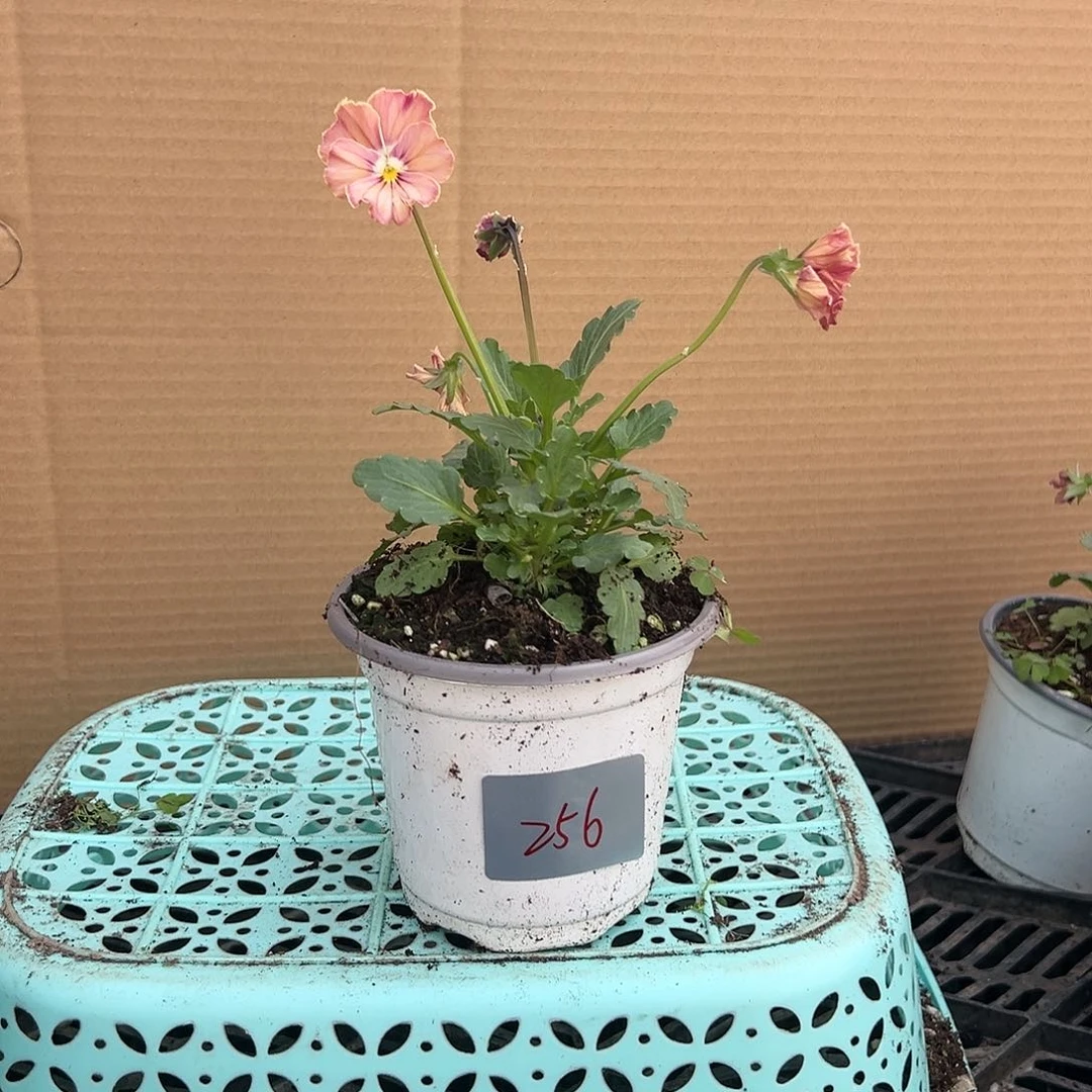 【闪购商品】完全开放256号