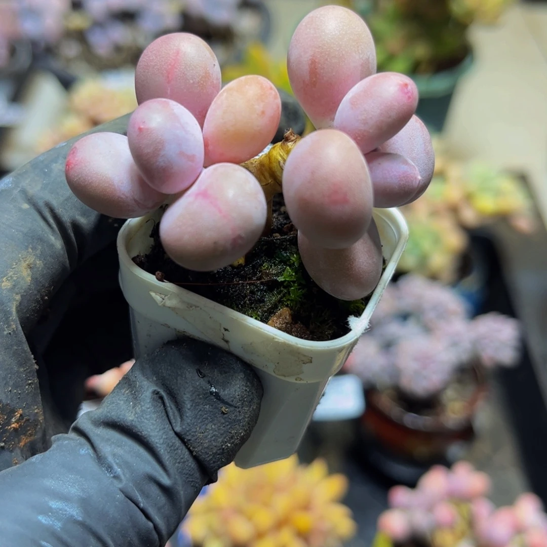 266糖豆6厘米多肉