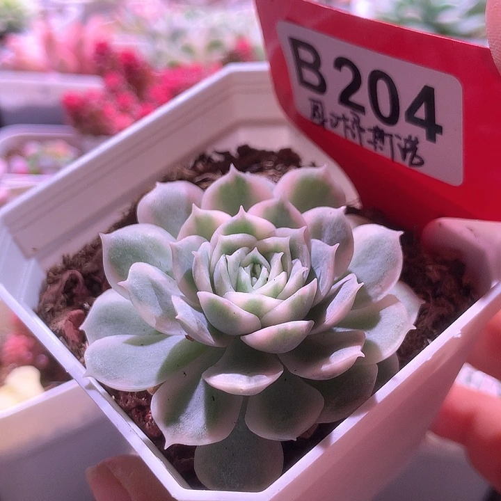 圆叶昂斯诺覆轮锦