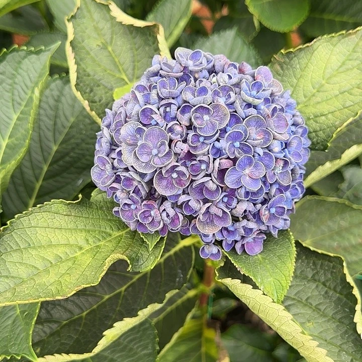 大部分花苞少量开放20