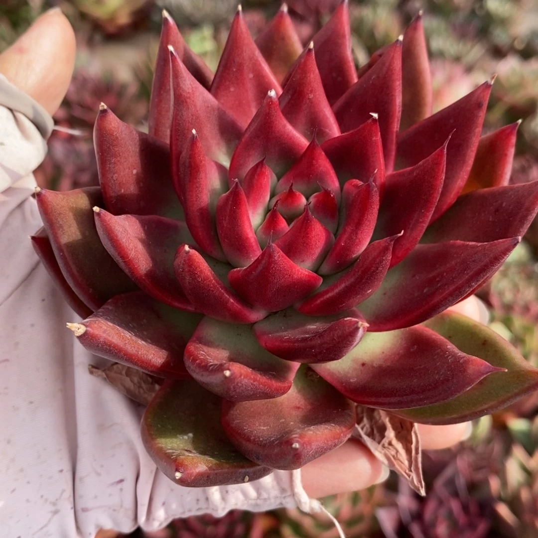 无花朵362 号东云系多肉植物