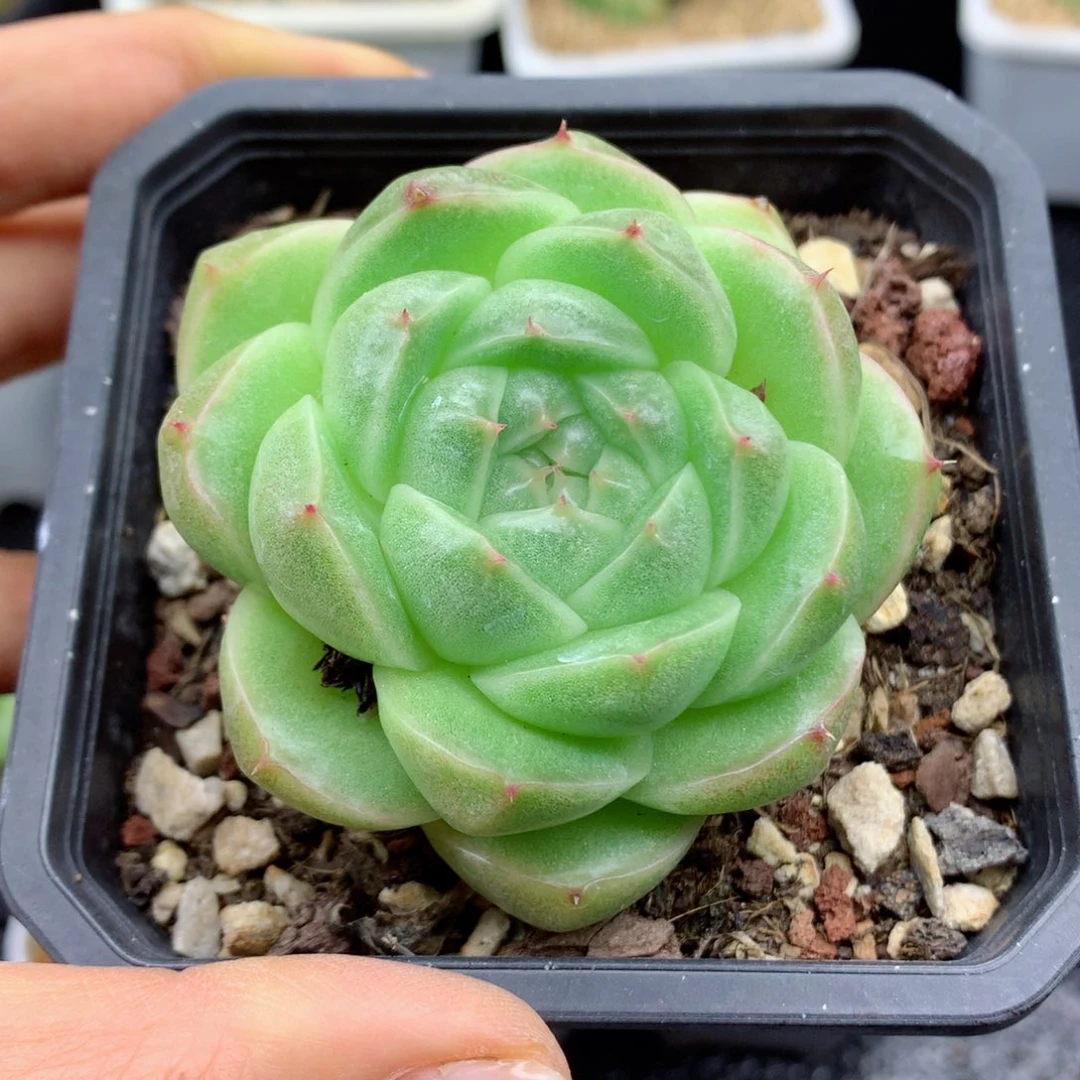 58包邮  群生不包整39