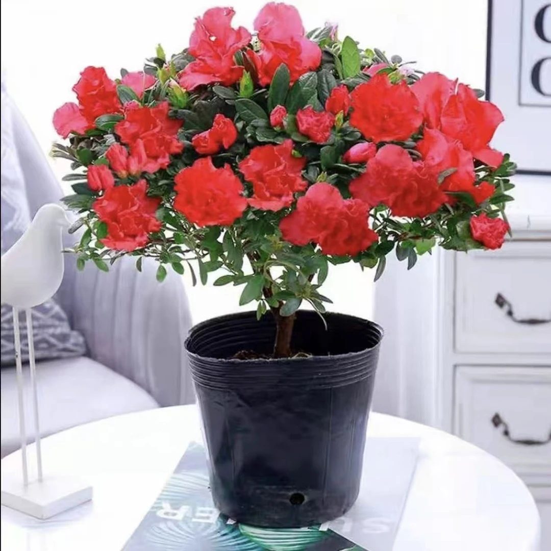 【带花苞发货杜鹃花盆栽】棒棒糖红杜鹃花盆栽室内外好养活花卉绿植