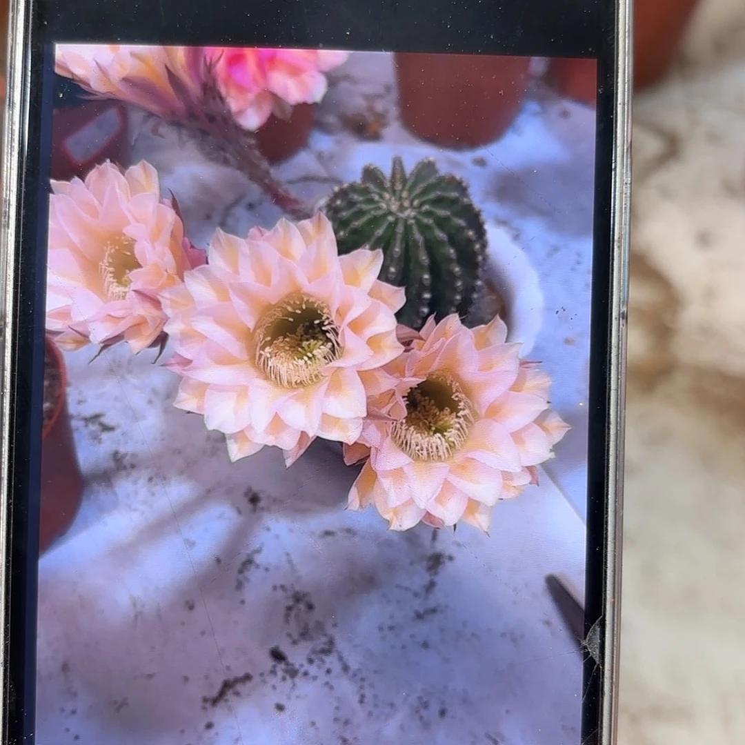 金刚1号7-8公分微瑕